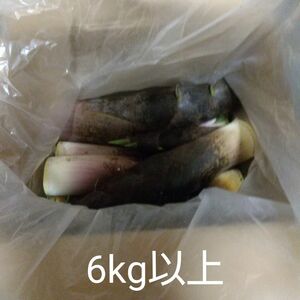 タケノコ6kg 和歌山県田辺市産 無農薬