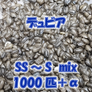 デュビア SS～S mix(約0.5～1.5cm前後) 1000匹＋補償分10％ 