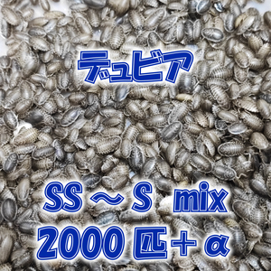 デュビア SS～S mix(約0.5～1.5cm前後) 2000匹＋補償分10％ 