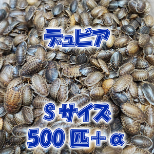 デュビア S (約1.0～2.0cm前後) 500匹 ＋ 補償分10％ 