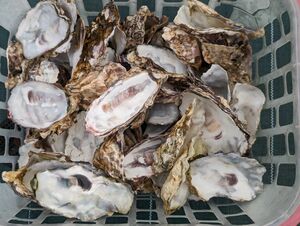 牡蠣殻 25枚 めだか 卵 飼育に 水質浄化 水質安定 ph メダカ 金魚 等に 濾過 バクテリア PSBと併用オススメ 卵から