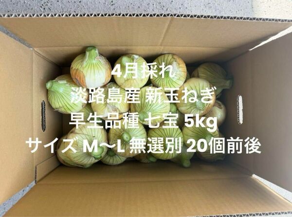 兵庫県 淡路島産 4月採れ 新玉ねぎ M～L 5kg早生品種 七宝 20個前後