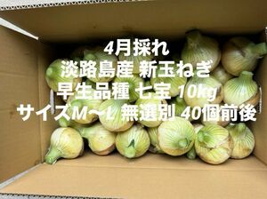 兵庫県 淡路島産 4月採れ 新玉ねぎ M～L 10kg早生品種 七宝 40個前後