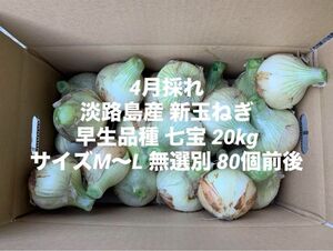 兵庫県 淡路島産 4月採れ 新玉ねぎ M～L 20kg早生品種 七宝 80個前後