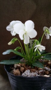 山野草　スミレ科　マンジュリカ素芯花　栃木県産　純白の花が清楚で素晴らしい。