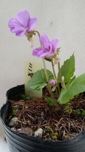 山野草　スミレ科　ミヤマスミレ　　　栃木県産　青紫色の大輪花が豪華で見応え充分。
