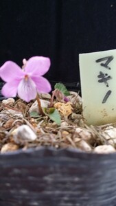 山野草　スミレ科　マキノスミレ　　　　栃木県産　小形の容姿に紅花が愛らしい。