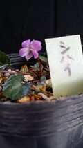 山野草　スミレ科　シハイスミレ　　　栃木県産　紅花が可憐で愛らしい。_画像2