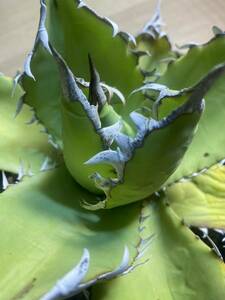 アガベ オアハカ オテロイ agave oaxaca oteroi 現地球 発根済み 5号鉢