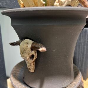 飾品 陶器置物 牛頭蓋骨植木鉢 検索(塊根植物パキプス アガベ))の画像7