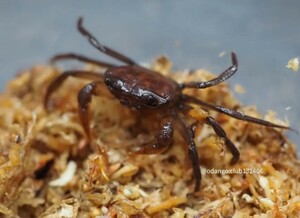 ⑯Phricotelphusa sukree ♀ 1匹 カニ