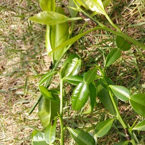 アゲハチョウ幼虫餌 柚子葉の画像2