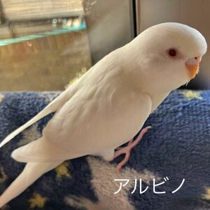 セキセイインコ　有精卵食用　アルビノ（母）１個とオパーリン（母）１個