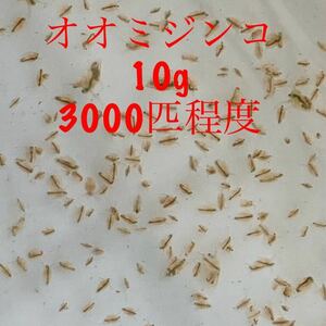 【雪月風花】10gオオミジンコ・発泡スチロール配送★タマミジンコ代替★メダカ・金魚稚魚の餌に★らんちゅう★ウーパールーパー 