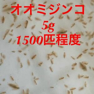 【雪月風花】5gオオミジンコ・発泡スチロール配送★タマミジンコ代替★メダカ・金魚稚魚の餌に★らんちゅう★ウーパールーパー 