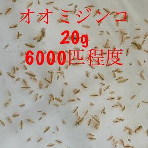 【雪月風花】20gオオミジンコ・発泡スチロール配送★タマミジンコ代替★メダカ・金魚稚魚の餌に★らんちゅう★ウーパールーパー 