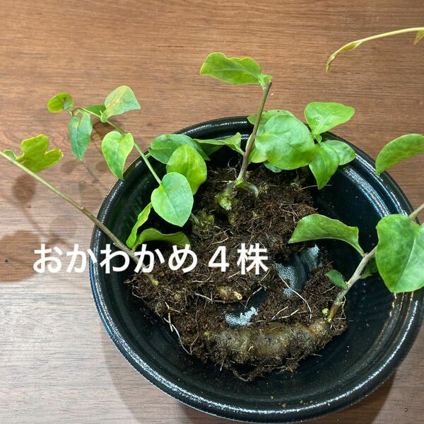 おかわかめの苗 4株 