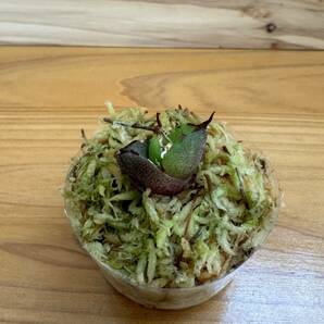 多肉植物 塊根植物 特選 アガベ チタノタ ハデス 子株 発根済 Agave titanota Hades オテロイ シーザー 金剛 sodの画像6