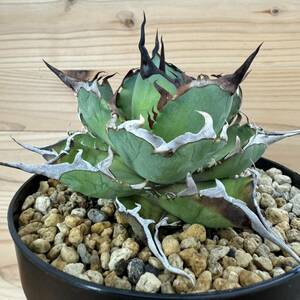 多肉植物 塊根植物 特選 アガベ チタノタ ハデス 子株 発根済 Agave titanota Hades オテロイ シーザー 金剛 sod