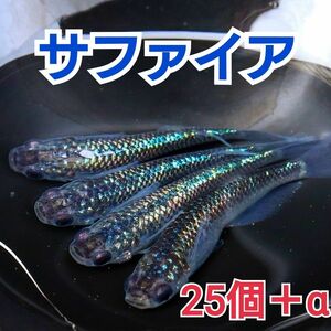 【めだかカンタービレ】☆サファイアメダカ☆有精卵25個＋α☆めだか卵 メダカ卵 ラメメダカ