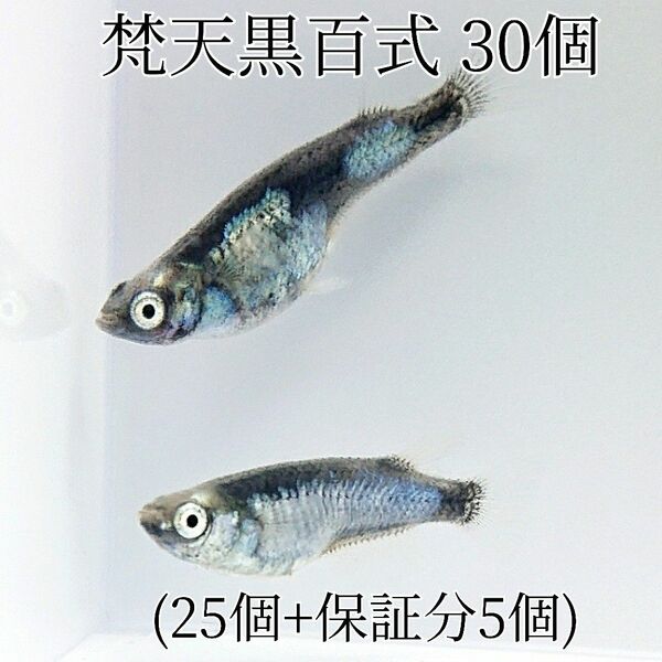 【めだかカンタービレ】☆梵天黒百式☆有精卵30個☆めだか卵 メダカ卵