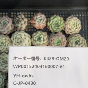 * Top エケベリア20個 0429-OM29 多肉植物 カット 雑交 の画像3