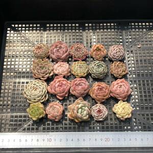 * Top　エケベリア20個 0505-OR27 多肉植物 カット　雑交　