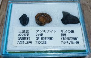 化石　セット　三葉虫　アンモナイト　サメの歯　ケース入り　ゆうパケットポストmini　匿名
