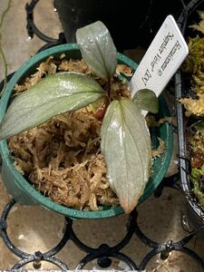 Homalomena sp. Sapphire Velvet KN便　No.1 ナロータイプ