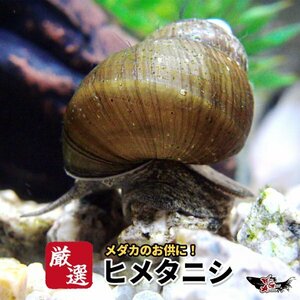 【送料無料】メダカ 貝【ヒメタニシ 5匹】メダカのお供に！めだか 生体 コケ取り 苔取り 苔取 巻貝 フグの餌