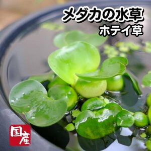 送料一律【国産無農薬ホテイ草 35株】めだか ホテイアオイ ウォーターヒヤシンス 浮草 浮き草 産卵床