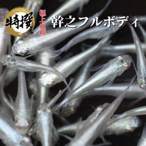 業務用100匹【幹之フルボディ】【WGA】めだか 餌用 目高 生体 みゆき みゆきふるぼでぃ 鉄仮面 紅帝 ミックスメダカ ホテイ草 楊貴妃