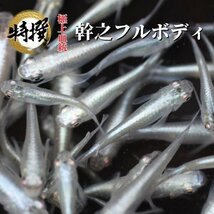 業務用20匹【幹之フルボディ】【WGA】めだか 餌用 目高 生体 みゆき みゆきふるぼでぃ 鉄仮面 紅帝 ミックスメダカ ホテイ草 楊貴妃_画像1