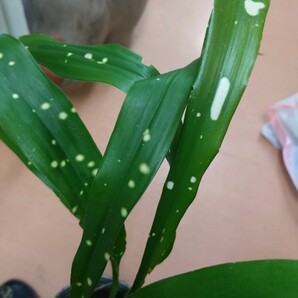 熱帯性ハラン Aspidistra yingjiangensis 雲南省原産 シンガポールスリング 星斑入り 耐寒耐暑 屋外栽培 送料別 シェードガーデン の画像5