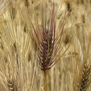 紫もち麦⑥ 1.2㎏ 炭素循環農法・安心の無農薬／無肥料栽培の画像7