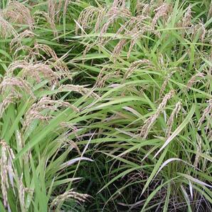 陸稲もち・種もみ⑤ 0.8kg 炭素循環農法・安心の無農薬／無肥料栽培の画像4