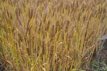 小麦・農林61号　４㎏　炭素循環農法・安心の無農薬／無肥料栽培 送料無料_画像4