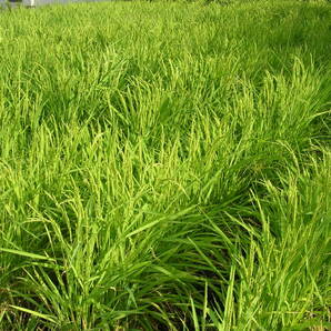 陸稲もち 種もみ 2kg 炭素循環農法・安心の無農薬／無肥料栽培 送料無料の画像3