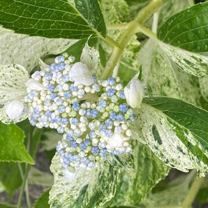 紫陽花　さし穂２本