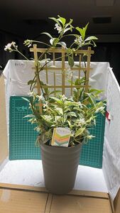 　ジャスミン：スターフレグランス　白花　斑入り葉5号鉢植え　良い香り