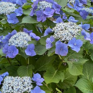 紫陽花　さし穂各２本