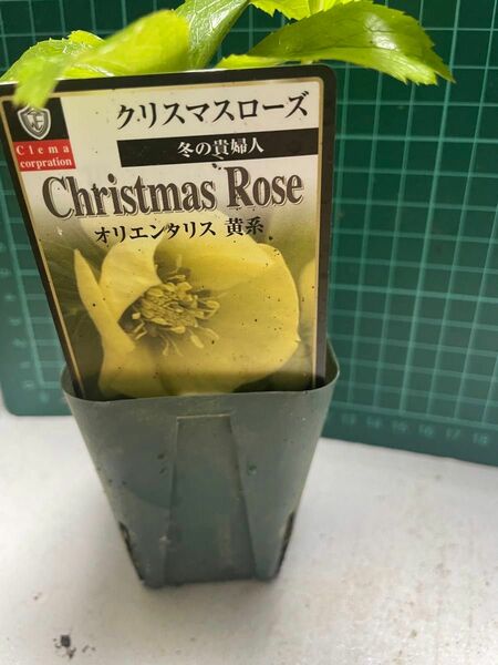 クリスマスローズ