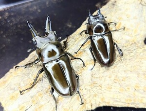 ババオウゴンオニクワガタ　♂♀ペア未使用新成虫