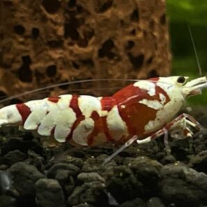 春の繁殖セット red tiger bee shrimp 2ペア ♂2♀2計4匹の画像4