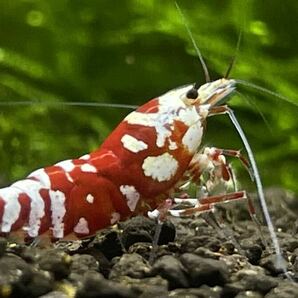 春の繁殖セット red tiger bee shrimp 2ペア ♂2♀2計4匹の画像5