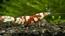 春の繁殖セット red tiger bee shrimp　2ペア　♂2♀2計4匹_画像3