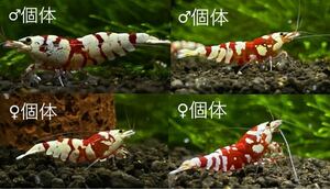 春の繁殖セット red tiger bee shrimp　2ペア　♂2♀2計4匹