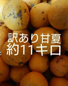 訳あり 甘夏 約11キロ　愛媛県産 　あまなつ　アマナツ 　11kg (10キロ　10kg箱つぶれない程度いっぱい)