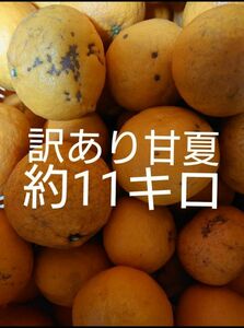 訳あり 甘夏 約11キロ　愛媛県産 　あまなつ　アマナツ 　11kg (10キロ　10kg箱つぶれない程度いっぱい)