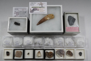 [981] fossil set sale s Pinot saurusmoroko production tilanosaurus* Rex Mitsuha insect Anne mo Night tolikelatops dinosaur tooth 